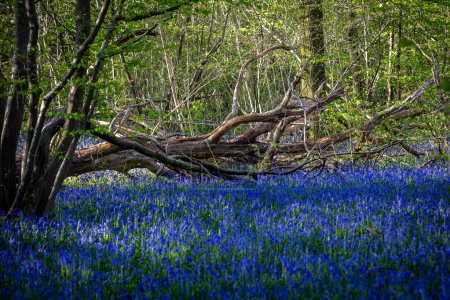 Una abundancia de campanas azules en el bosque en Sussex, en una soleada mañana de primavera