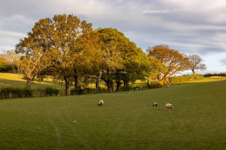 Un campo en el campo de Sussex, con ovejas pastando por la noche