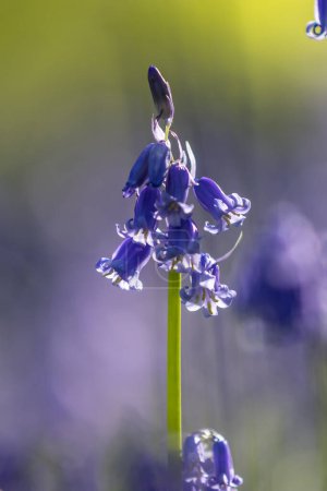 Un primer plano de una campanilla azul en primavera, con una profundidad de campo poco profunda