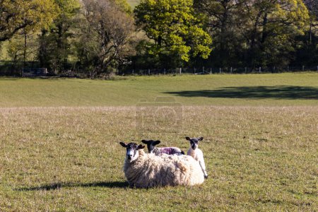 A ewe and two lambs looking at the camera, in the spring sunshine