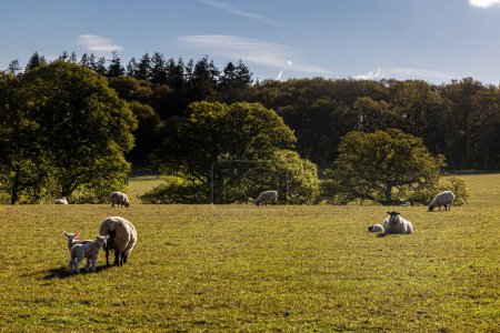 Ovejas y corderos en un campo en Sussex rural, en un soleado día de primavera