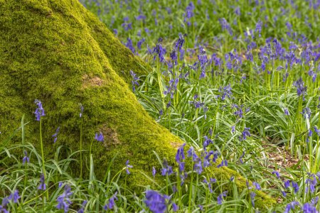 Una vista en un bosque de bluebell en Sussex, con una profundidad de campo poco profunda