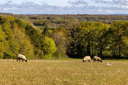 Ein idyllischer Frühlingsblick auf Schafe und Lämmer in der Sonne