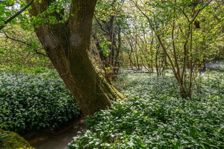 Photo for An abundance of wild garlic growing in Sussex woodland, on a sunny spring day - Royalty Free Image