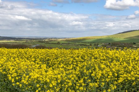 Oilseed rape growing in the Sussex countryside, with the River Ouse and South Downs behind