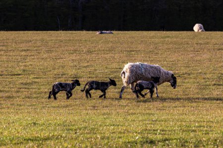 Una oveja y sus corderos en el campo de Sussex, en una soleada noche de primavera