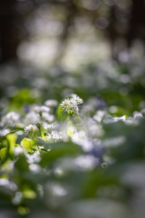 Photo for Pretty wild garlic flowers in springtime, with selective focus - Royalty Free Image