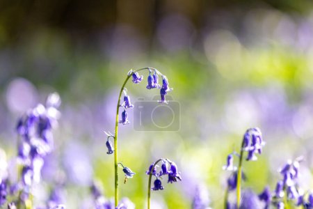 Hübsche Blauglocken in der Frühlingssonne, mit selektivem Fokus