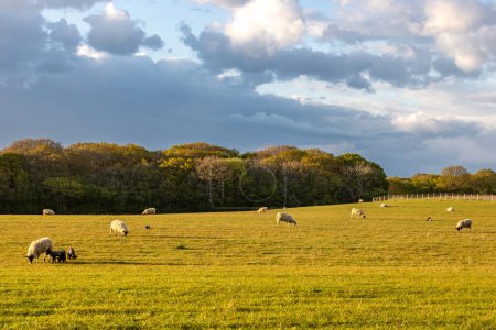 Pastoreo de ovejas en una soleada noche de primavera