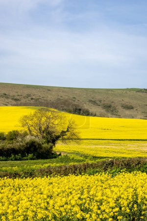 Looking out over vibrant rapeseed crops in the South Downs