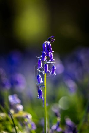 A close up of a bluebell in the spring sunshine, with a shallow depth of field