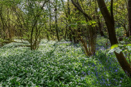 Woodland in Sussex on a spring morning, with a capet of wild garlic and bluebells