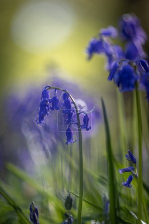 Luz del sol brillando en el bosque en una mañana de primavera, con campanas azules en flor