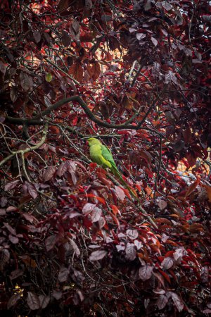 Une perruche colorée perchée dans un arbre, un jour de printemps à Londres