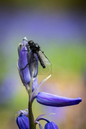 Makroaufnahme einer Fliege auf einer Blauglockenblume im Frühling