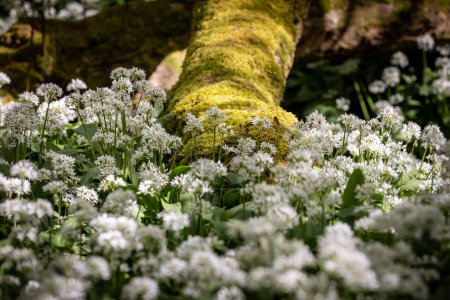 Photo for Wild garlic blooming in woodland in Sussex on a sunny day in April - Royalty Free Image