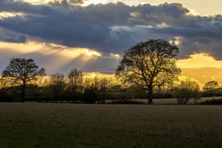 Árboles siluetas al atardecer, en una tarde temprana de primavera en Sussex