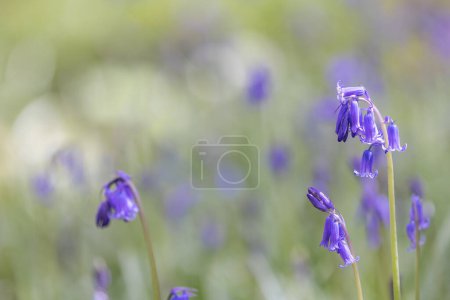 Pretty bluebell flowers in the spring sunshine, with selective focus