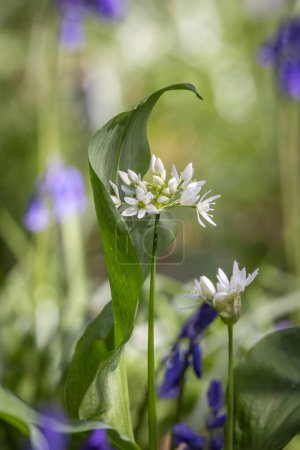Photo for A close up of a wild garlic flower on a sunny spring  morning - Royalty Free Image