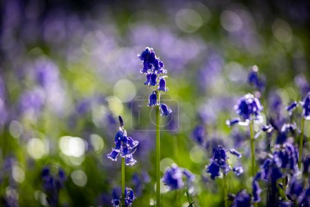 Un primer plano de flores de Bluebell en el bosque de Sussex, en un soleado día de primavera