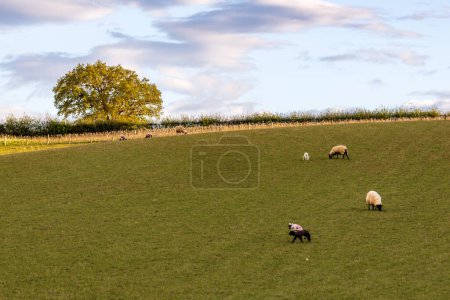 Ovejas y corderos pastando en un campo en Sussex rural, en una soleada noche de primavera