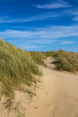 Pasto Marram cubierto de dunas de arena en Camber Sands en Sussex, con un cielo azul por encima