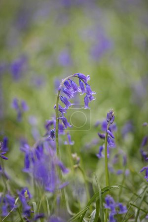 Bluebells fleurissant dans les bois du Sussex, un jour de printemps