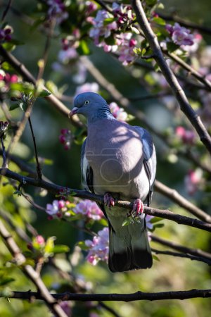 A close up of a common wood pigeon on a tree branch with blossom around, with selective focus