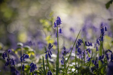 A close up of pretty bluebell flowers in the spring sunshine, with a shallow depth of field