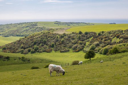 Photo for Sheep grazing on a South Downs hillside, on a sunny spring day - Royalty Free Image
