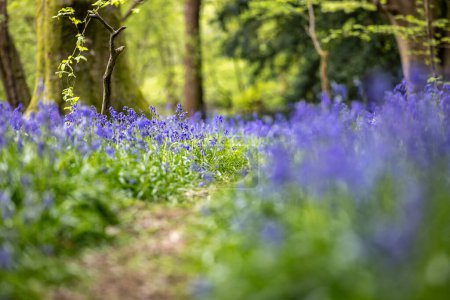 Bluebells in Sussex woodland, with a shallow depth of field