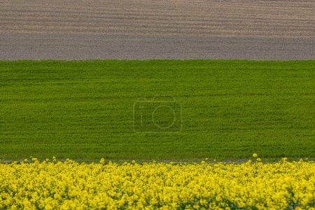 A full frame photograph of different coloured fields in the South Downs, on a sunny spring day
