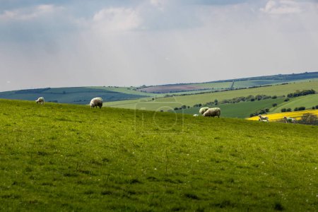Ein ländlicher Blick auf Sussex mit Schafen, die an einem sonnigen Frühlingstag auf einem Feld weiden