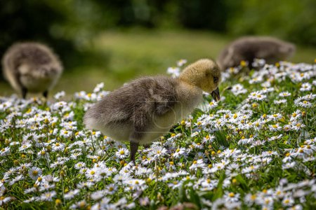 A close up of a gosling pecking in a field of daisies, on a sunny spring day in Sussex