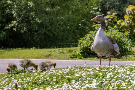Goslings feeding in the spring sunshine with an adult  Greylag goose looking on