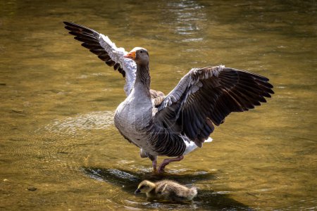 A Greylag goose with spread wings in a pond in Sussex, with a gosling in the water in front