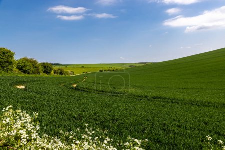 Foto de Una vista sobre las tierras de cultivo en el sur de Downs, con cultivos jóvenes creciendo bajo un cielo azul - Imagen libre de derechos