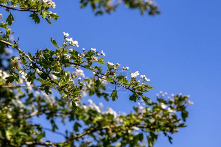 Ein Crataegus monogyna, gemeinhin als Weißdorn bekannt, blüht im Frühling mit blauem Himmel über dem Kopf