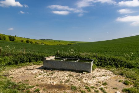 A South Downs view with a water trough for cattle in front of fields of young crops