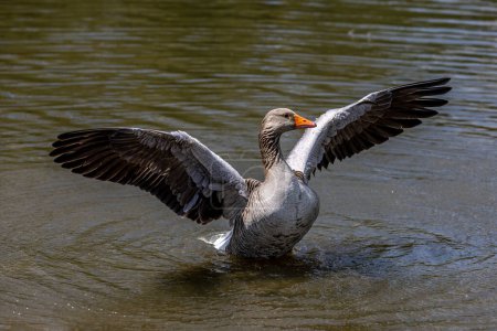 A goose with spread wings on a sunny day