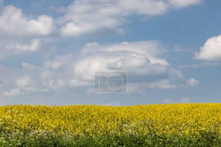 Foto de Un campo de cultivos de colza oleaginosa creciendo en Sussex rural en un soleado día de primavera - Imagen libre de derechos