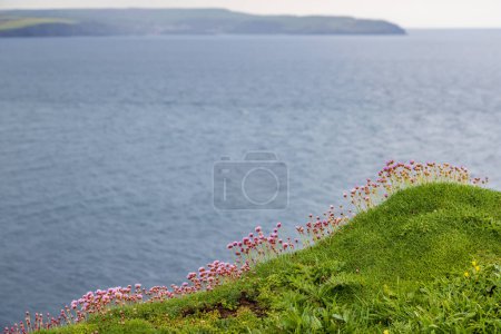 Pretty sea thrift flowers growing on a cliff top on Burgh Island in Devon