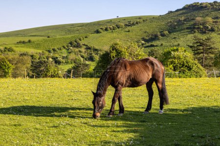 A meadow in the South Downs with a horse grazing on a sunny spring day