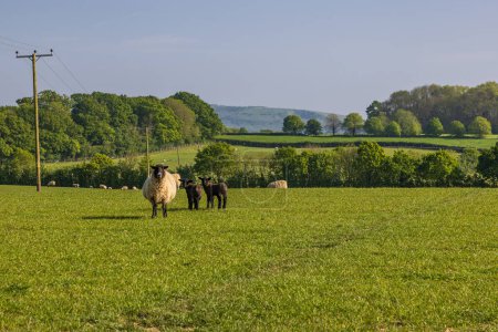 Schafe und Lämmer auf einem Feld in Barcombe, Sussex, schauen in die Kamera