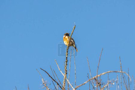 Photo for A stonechat at the Sussex coast, on a sunny spring day - Royalty Free Image