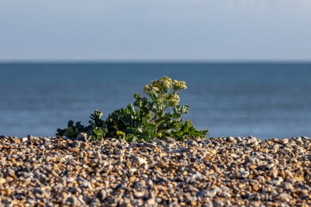 A crambe maritima plant, commonly known as sea kale, growing on the Sussex coast, with a shallow depth of field