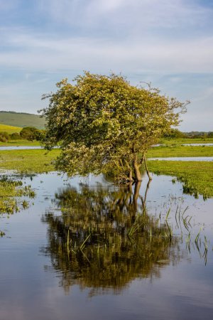 A hawthorn tree and reflection in a flooded field, on a sunny spring day