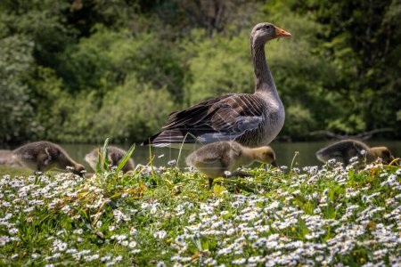 A close up of a greylag goose with goslings alongside, on a sunny spring day in Sussex