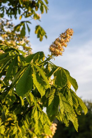 Looking up at a bloom, known a a panicle, on a horse chestnut tree in springtime, with a shallow depth of field
