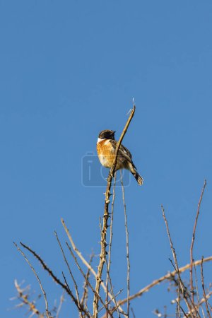 Looking up at a European Stonechat perched on a branch with a blue sky behind